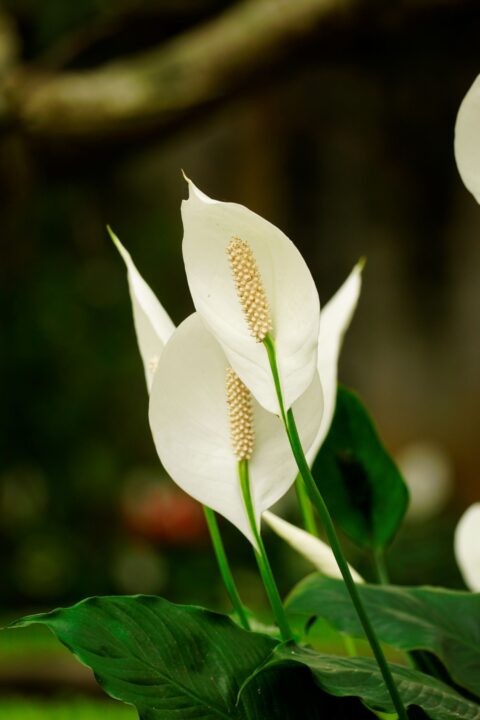 flor de spathiphyllum