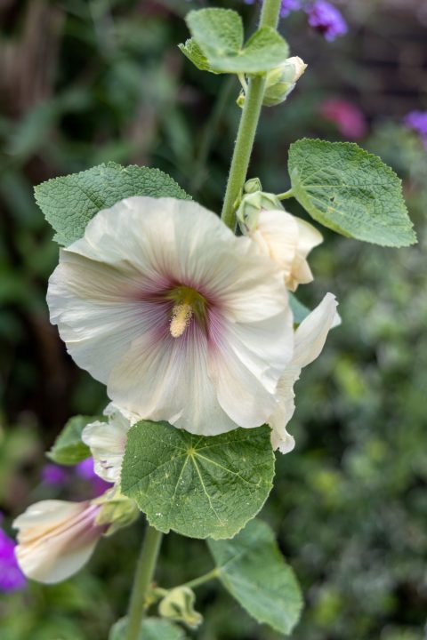Alcea rosea
