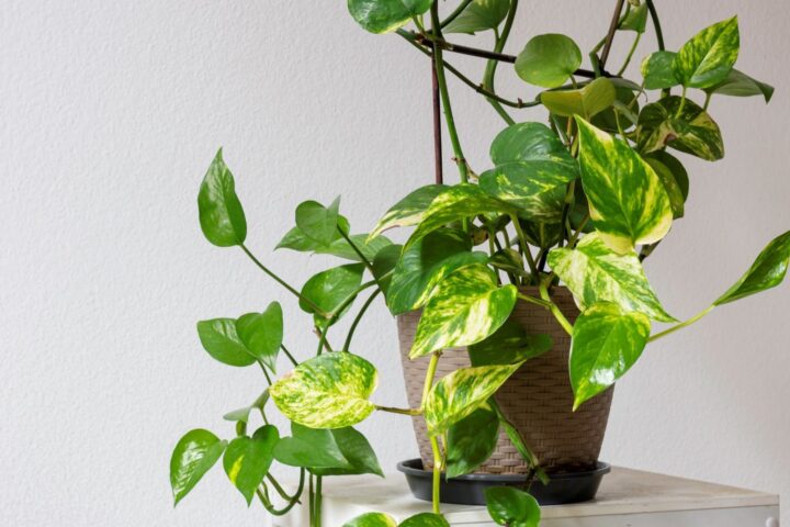 planta jiboia