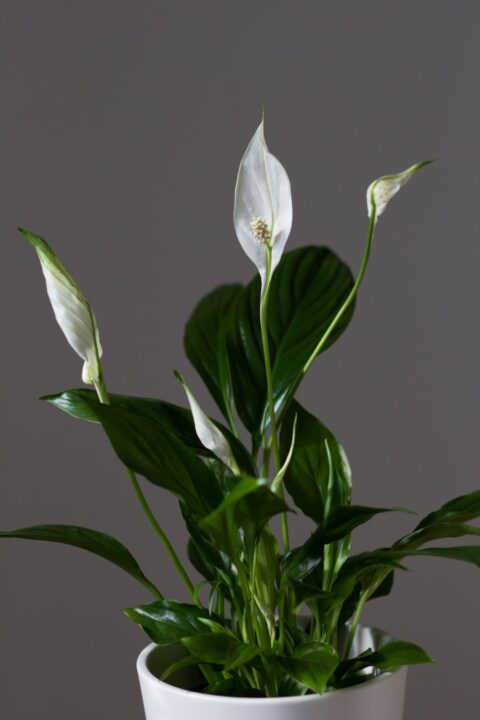 spathiphyllum