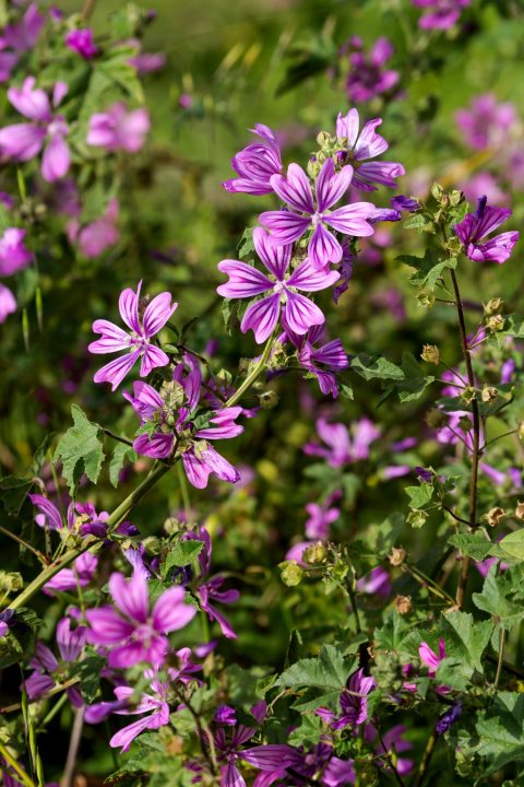 malva sylvestris