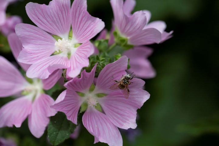 malva-sylvestris