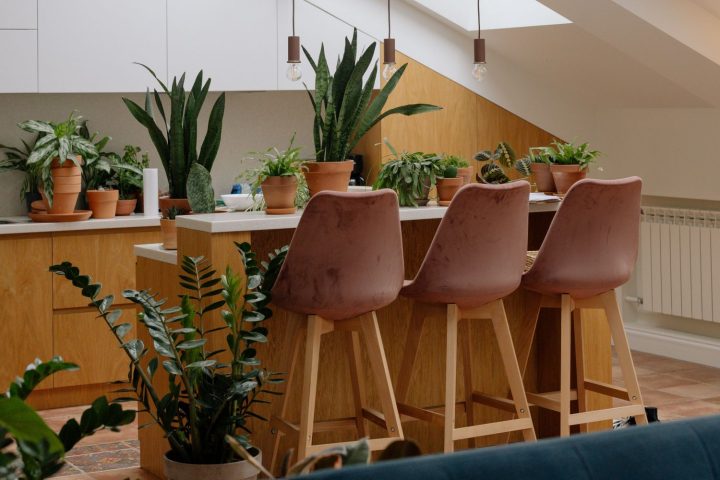 plantas em casa