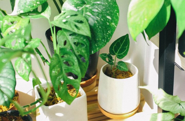 comprar plantas de interior