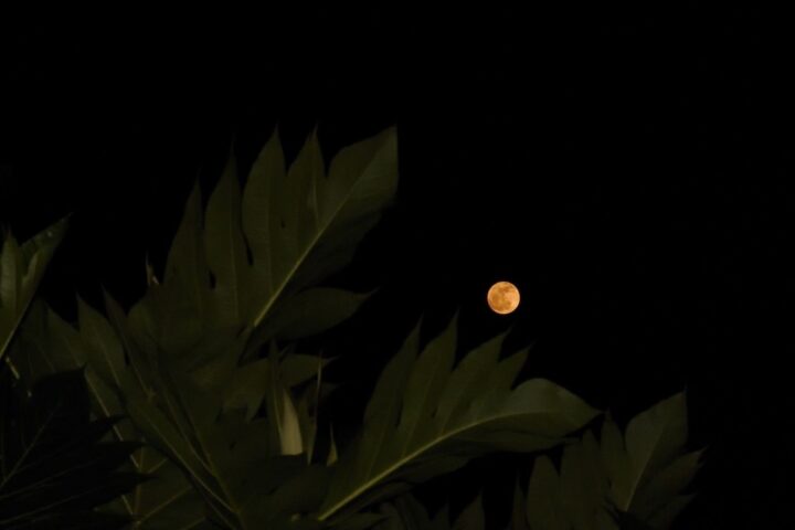 plantas sob a lua