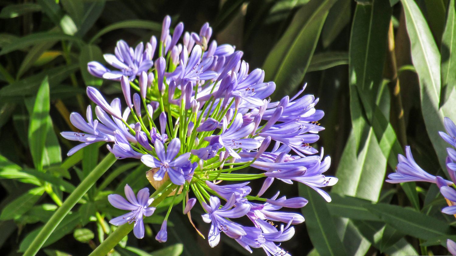flor de agapanthus africanus (agapanto)