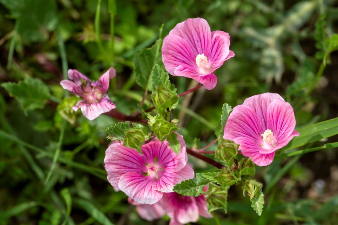 malva trimestris