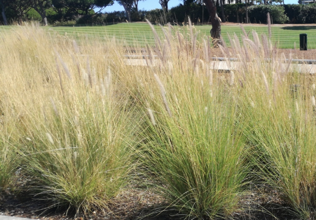 Pennisetum setaceum