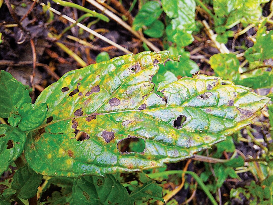 estragos nas folhas pelo escaravelho das mentas (Chrysolina herbacea)