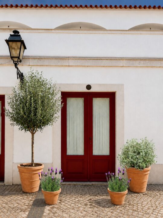 decoração de entrada de casa com plantas mediterrânicas
