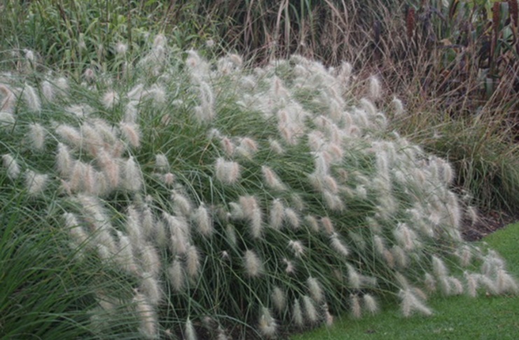 Pennisetum villosum