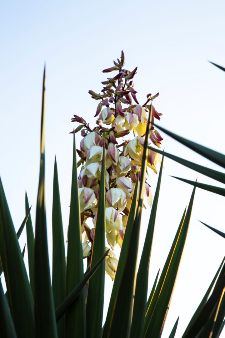 flor da yucca