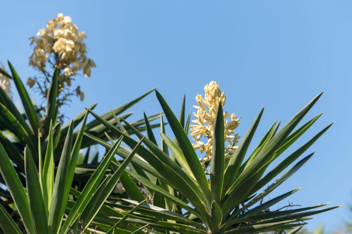yucca gigantea