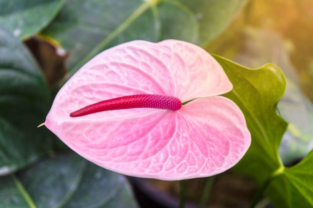 flor de antúrio rosa