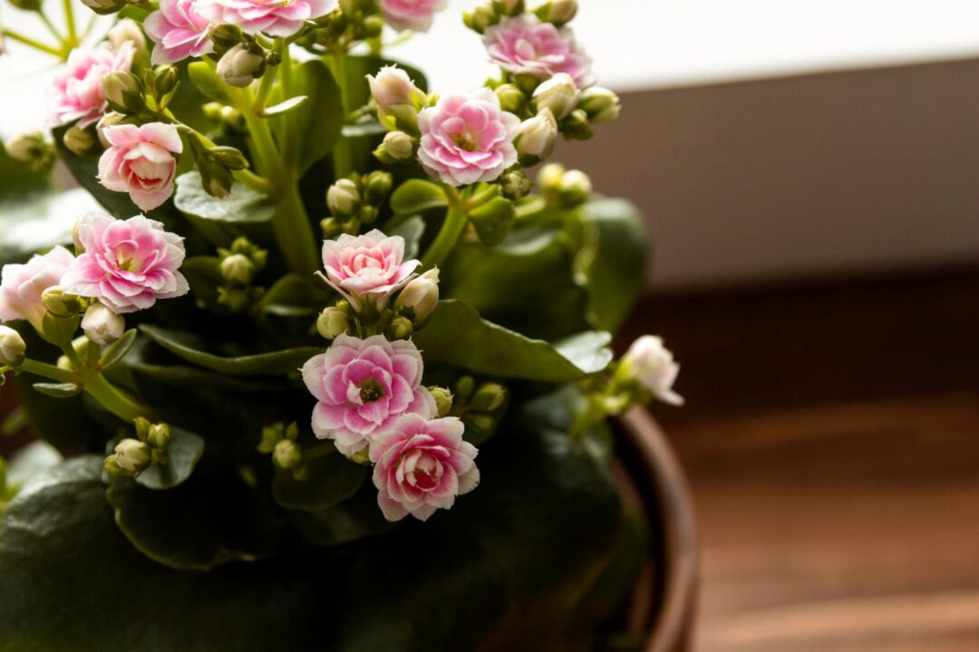 kalanchoe com flor rosa