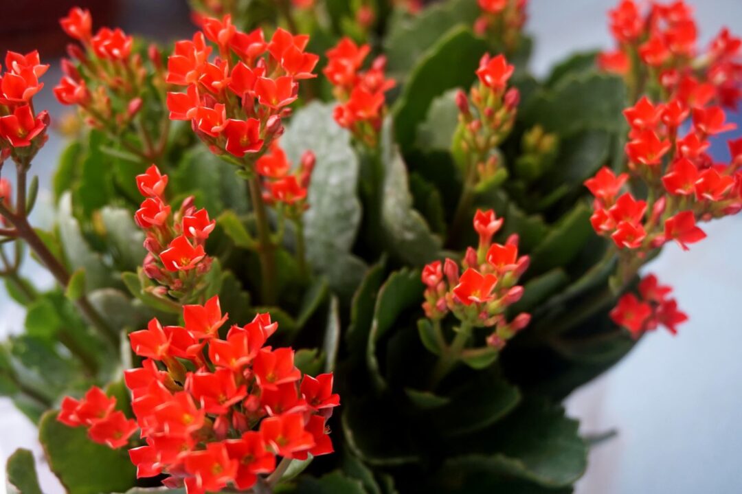 flores vermelhas de kalanchoe