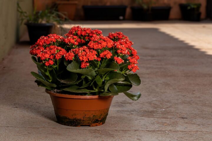 kalanchoe em vaso