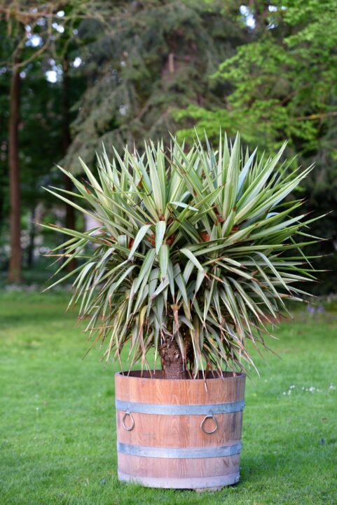 yucca em vaso