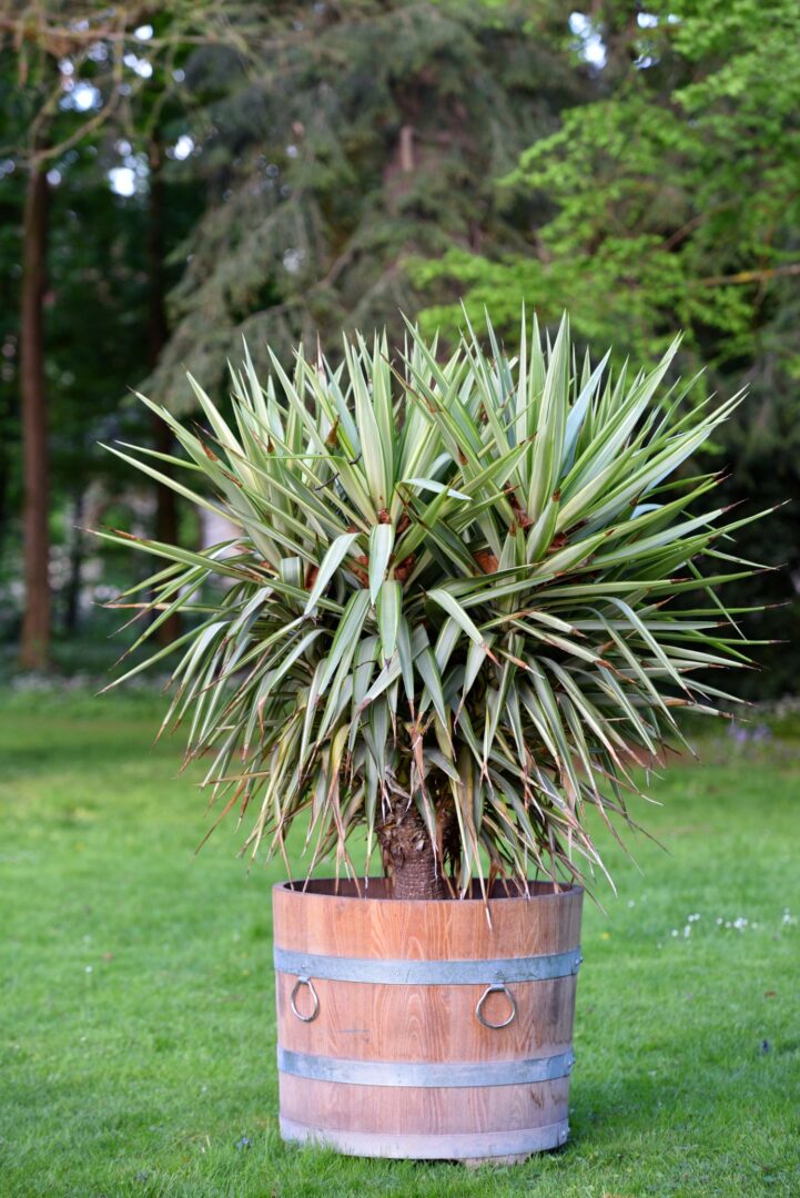 yucca em vaso
