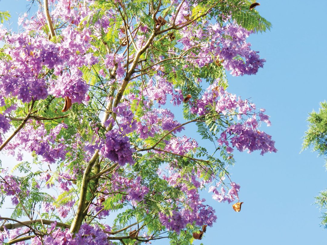Jacaranda mimosifolia, árvore resiliente face às alterações climáticas em Lisboa