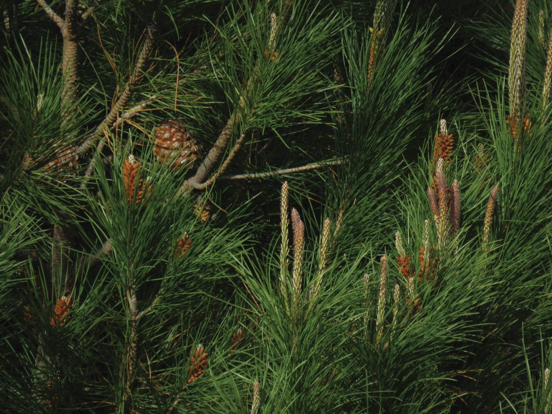 Pinheiro (Pinus pinea), árvore vulnerável face às alterações climáticas em Lisboa