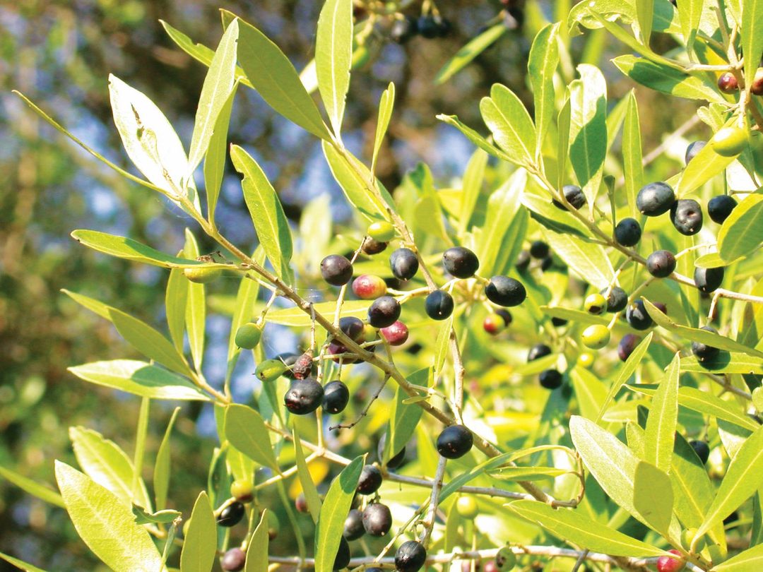Oliveira (Olea europaea), árvore vulnerável face às alterações climáticas em Lisboa