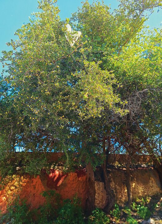 árvore de argão