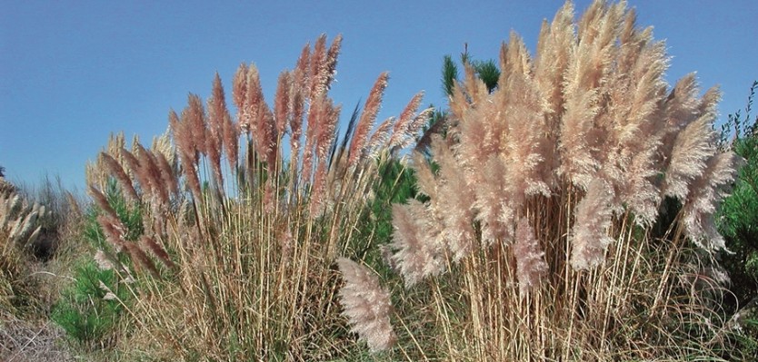 Cortaderia selloana