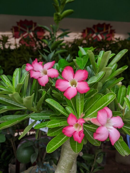 adenium