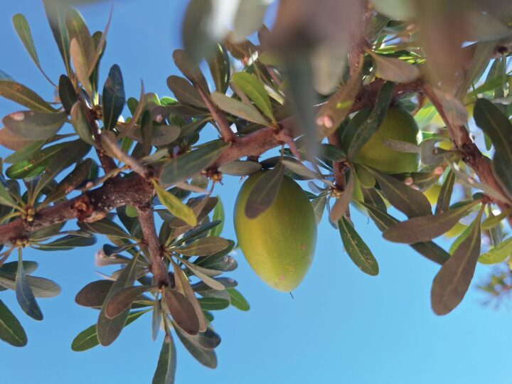 argão (fruto na árvore)