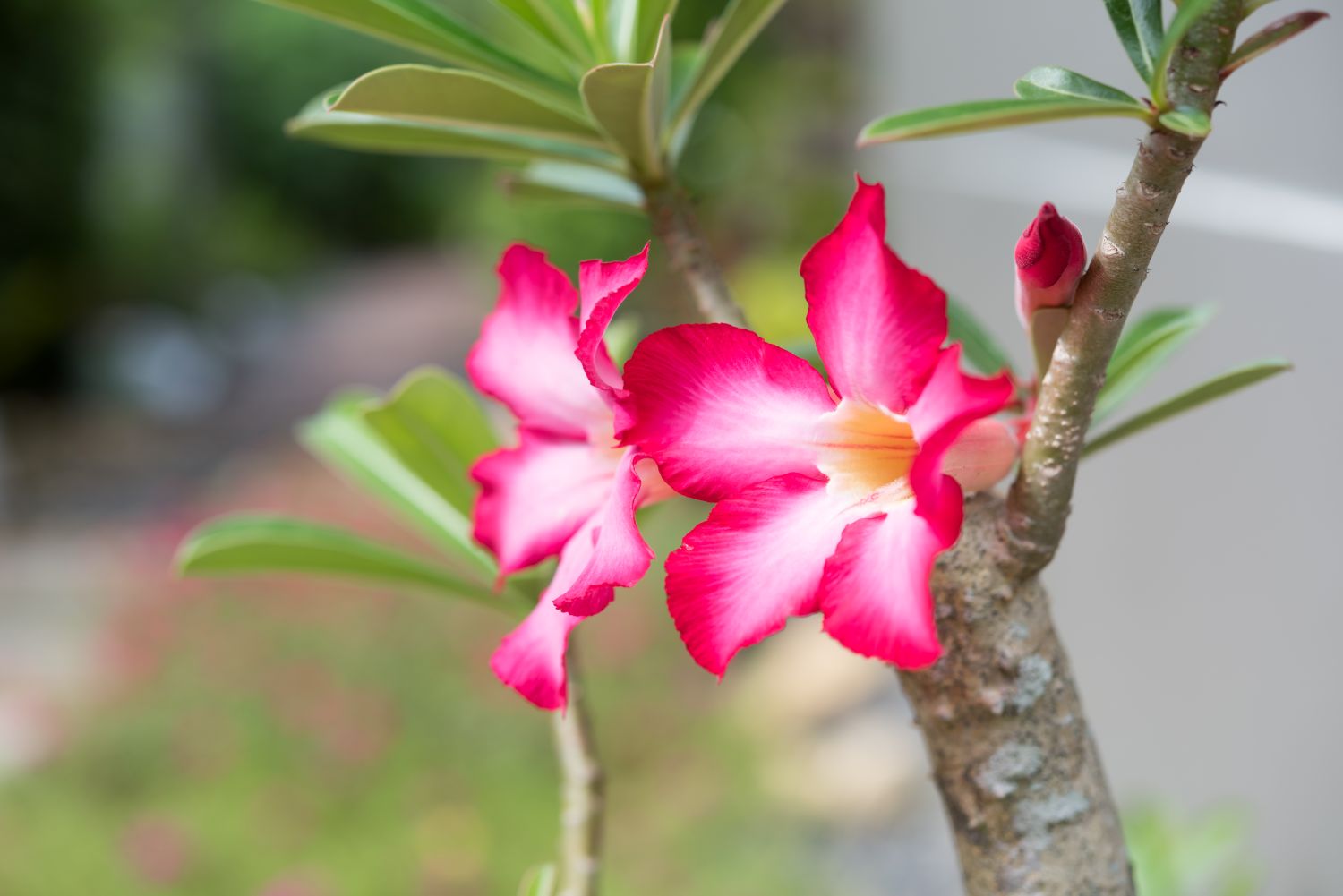 flor da rosa do deserto