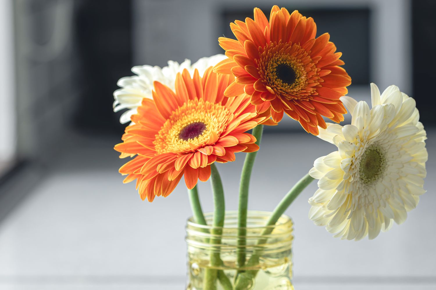 gerberas em jarra