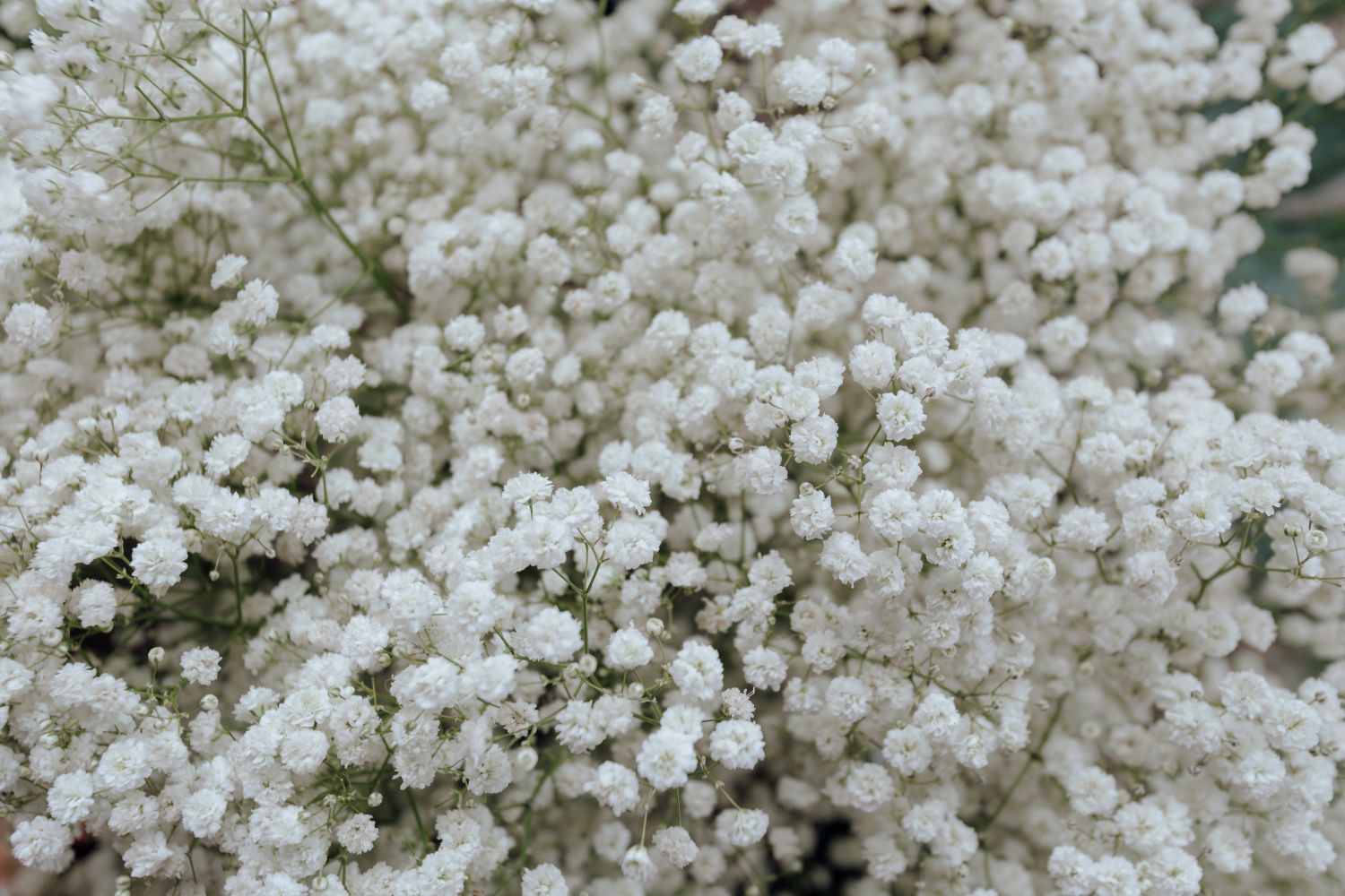 flores de gipsófila