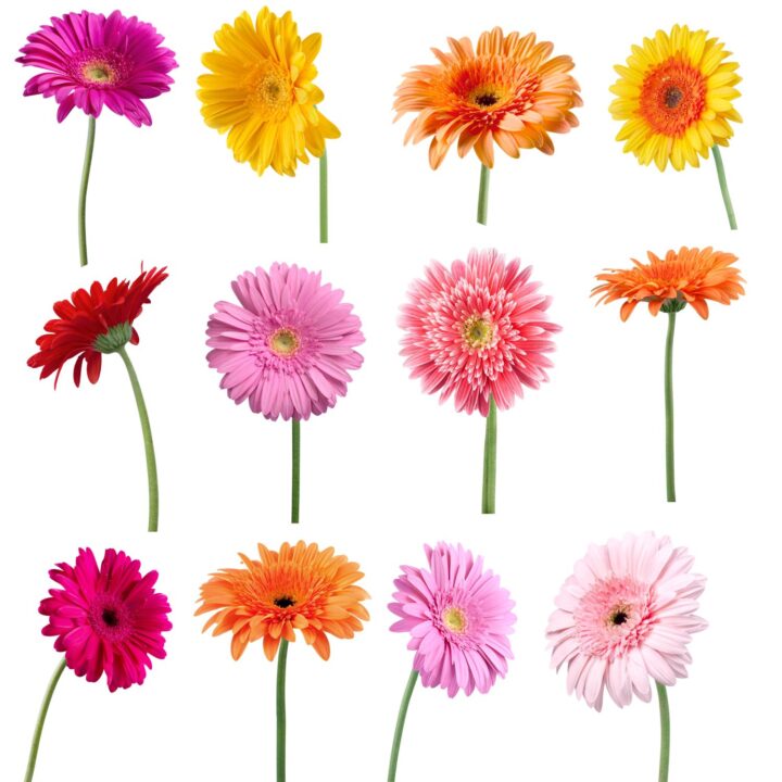 gerberas