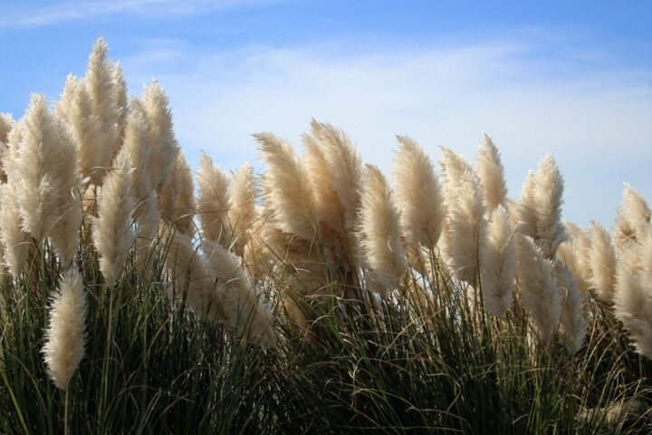 cortaderia (erva-das-pampas)