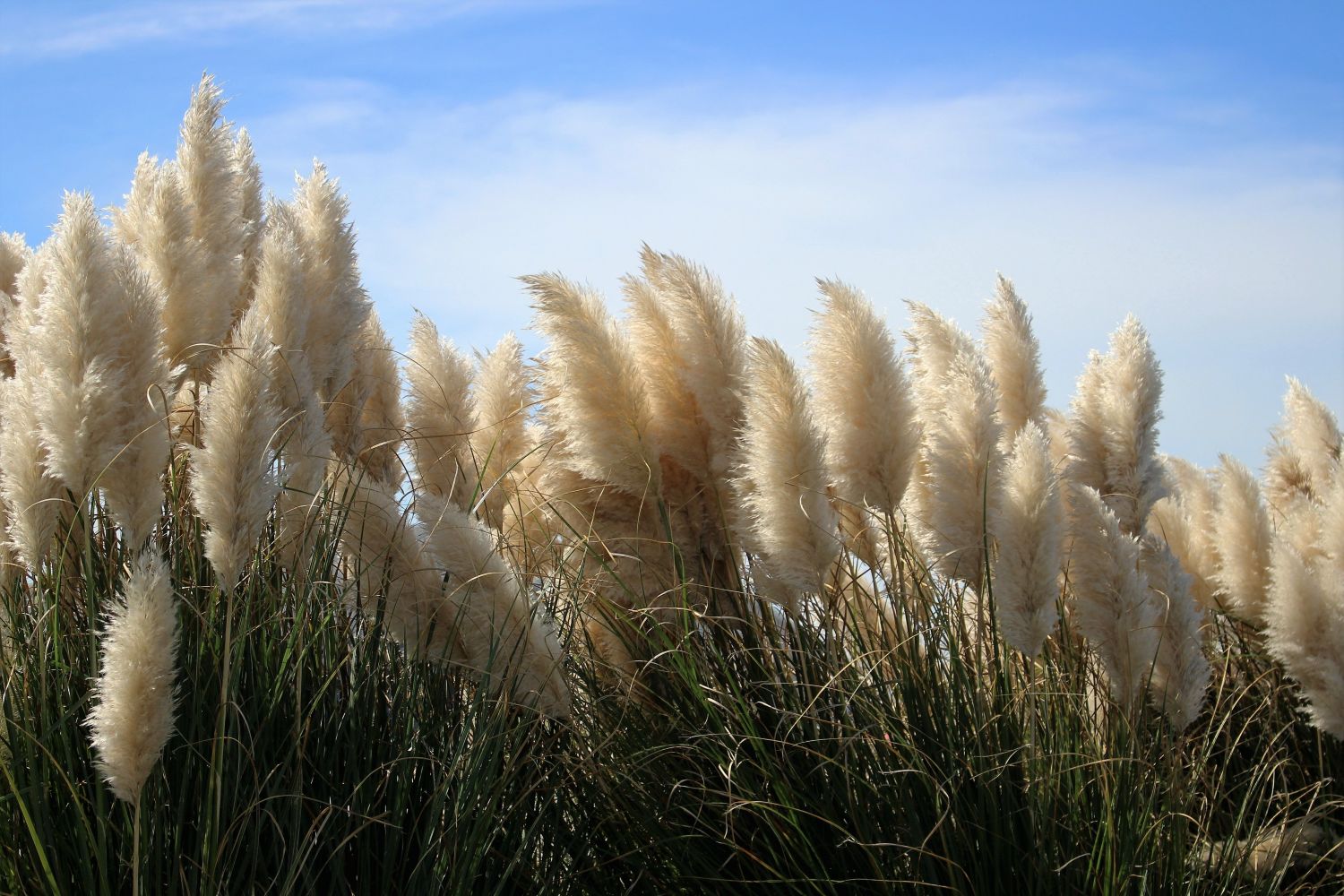 cortaderia (erva-das-pampas)