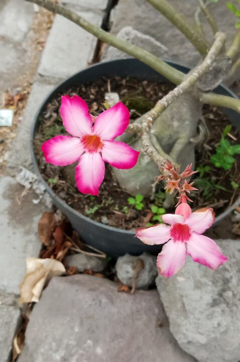 rosa do deserto em vaso