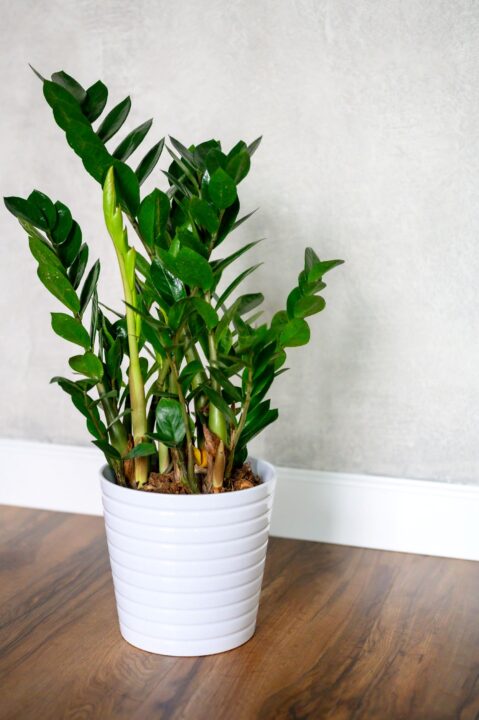 planta zz, planta de interior em vaso