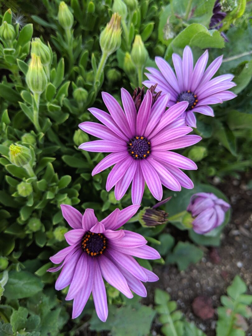 osteospermum