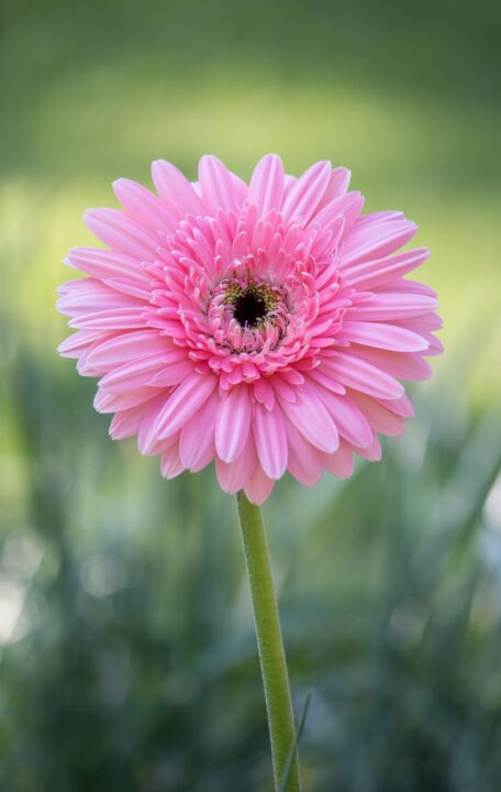 gerbera rosa