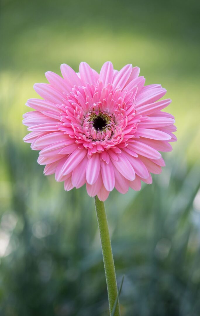 gerbera rosa