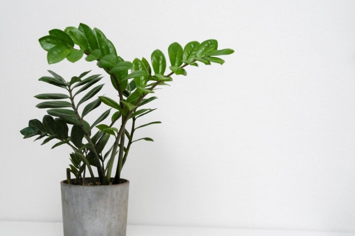 zamioculcas em vaso