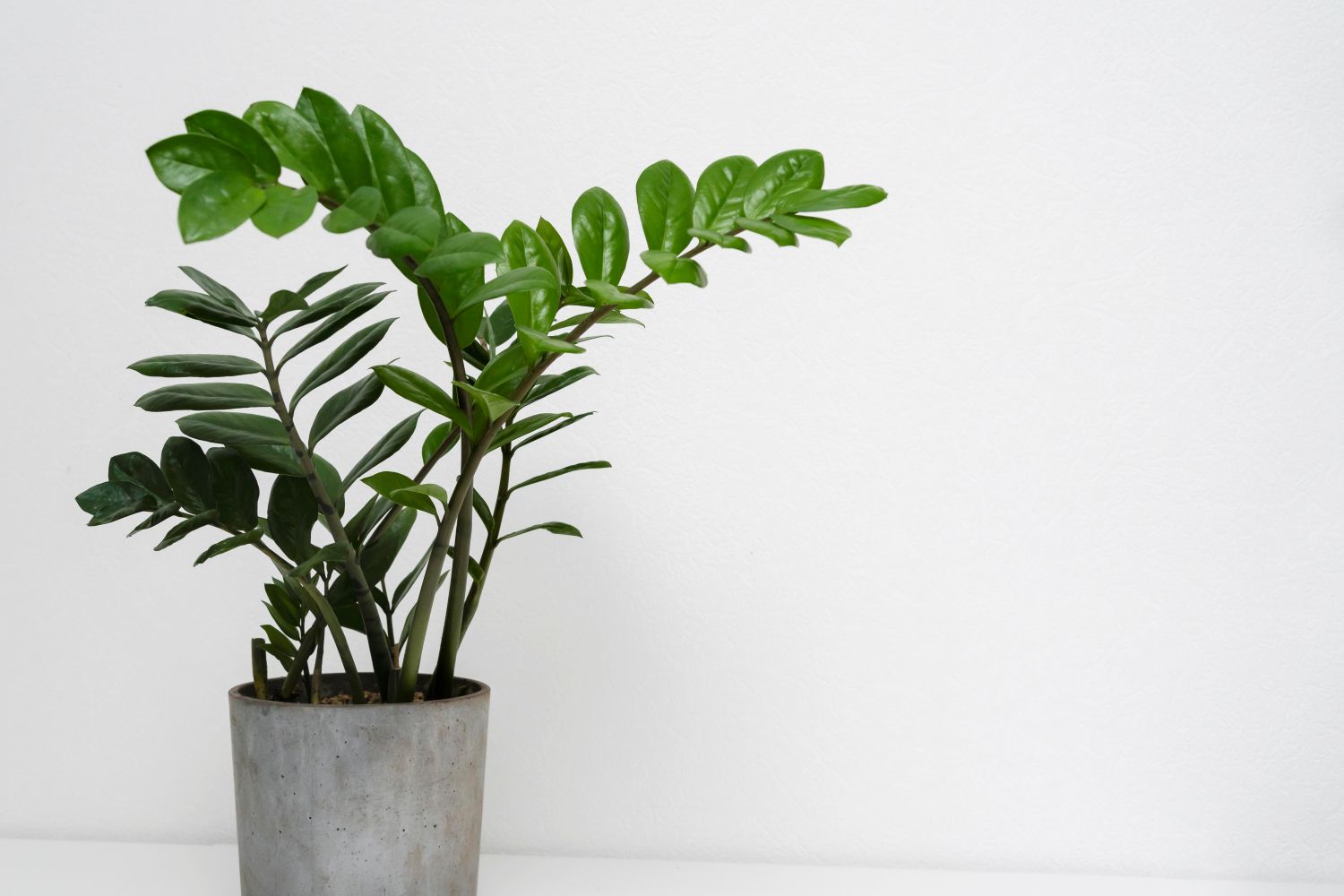 zamioculcas em vaso