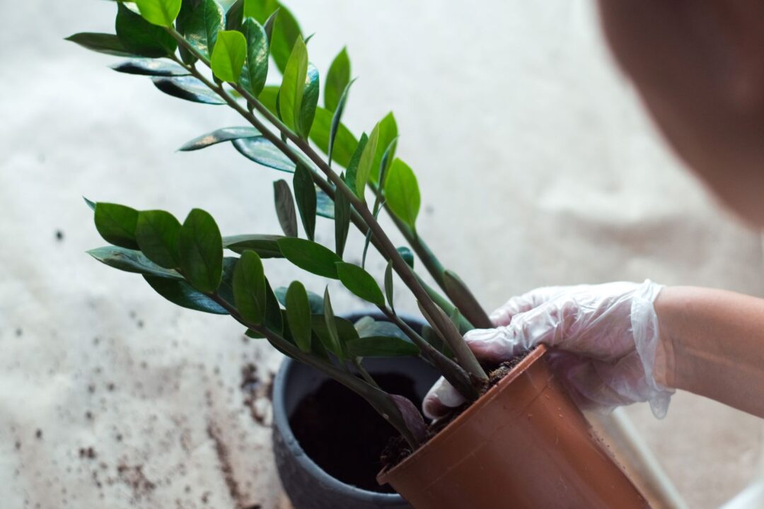transplante de zamioculca