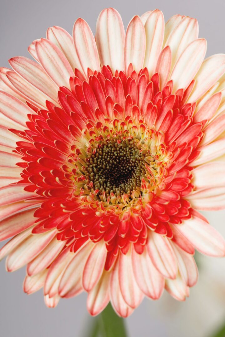 gerbera laranja