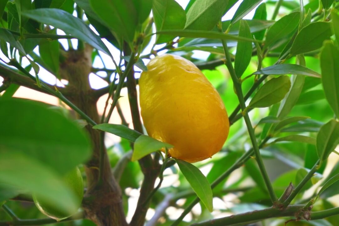 limequat