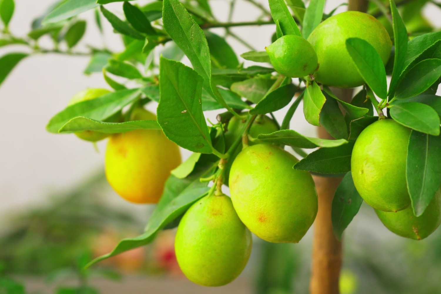 limequat com frutos