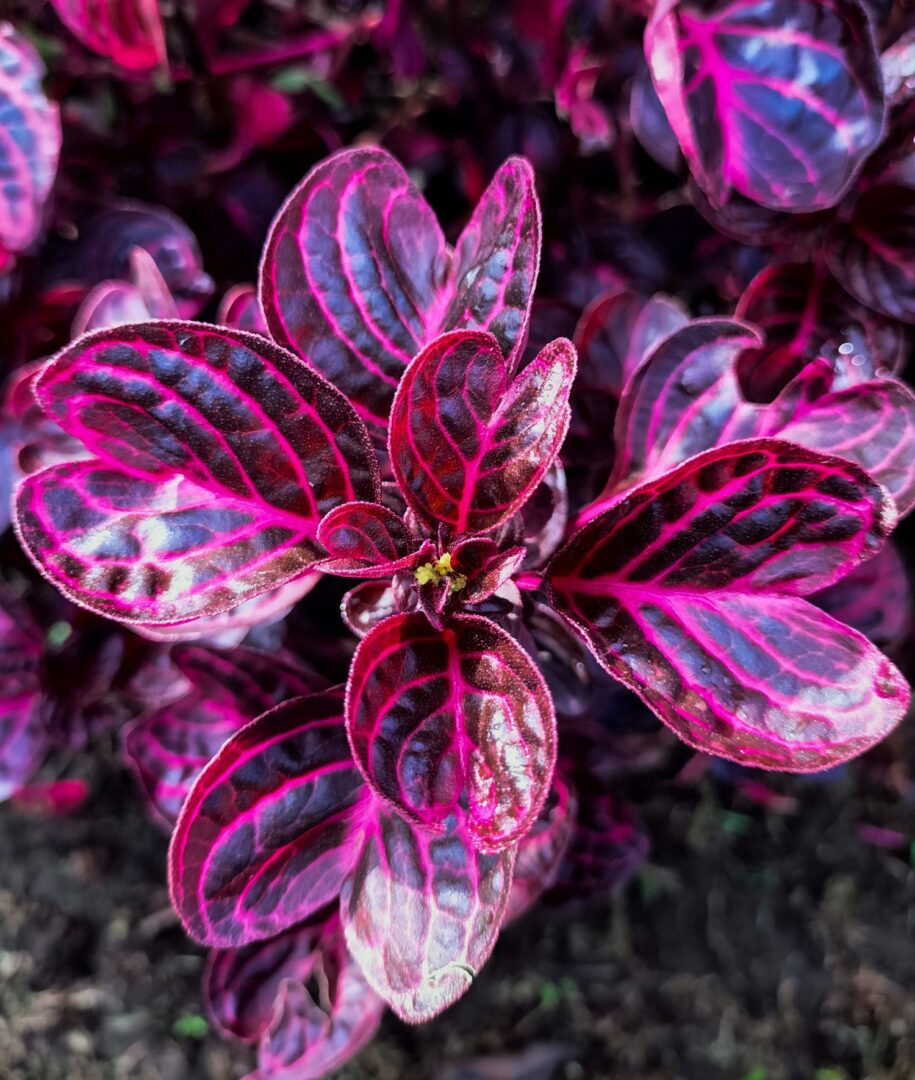 FOLHAS COLORIDAS de Iresine herbstii