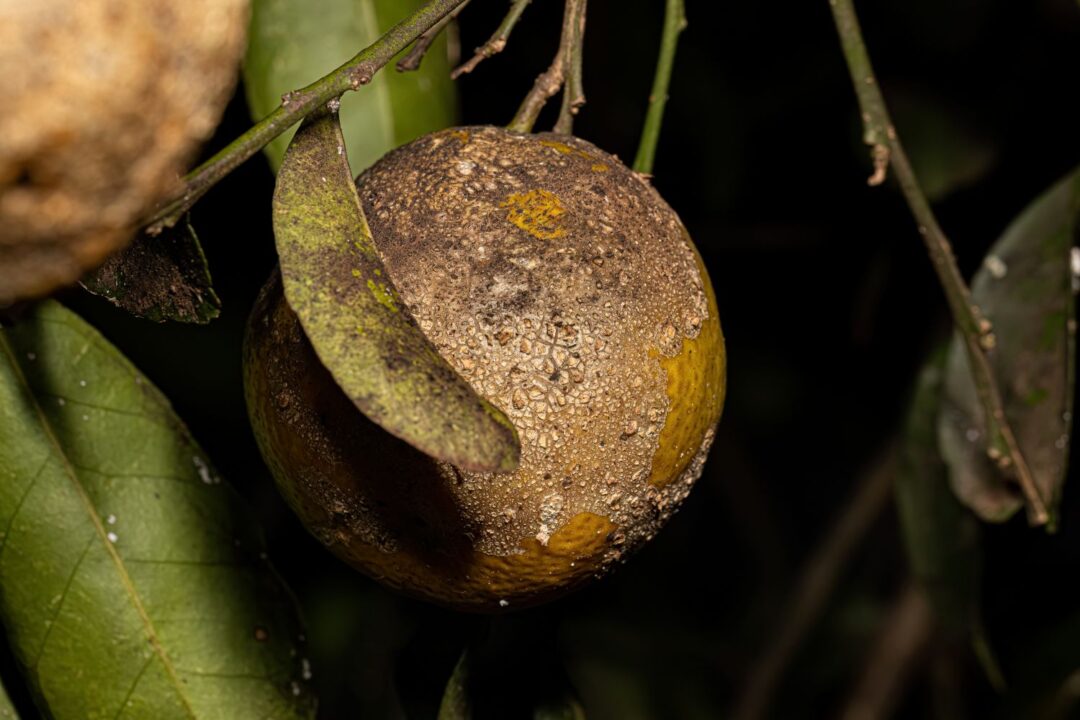 fruto com fumagina