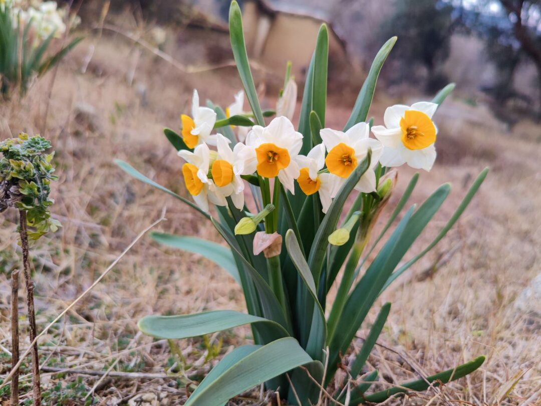 narcisos